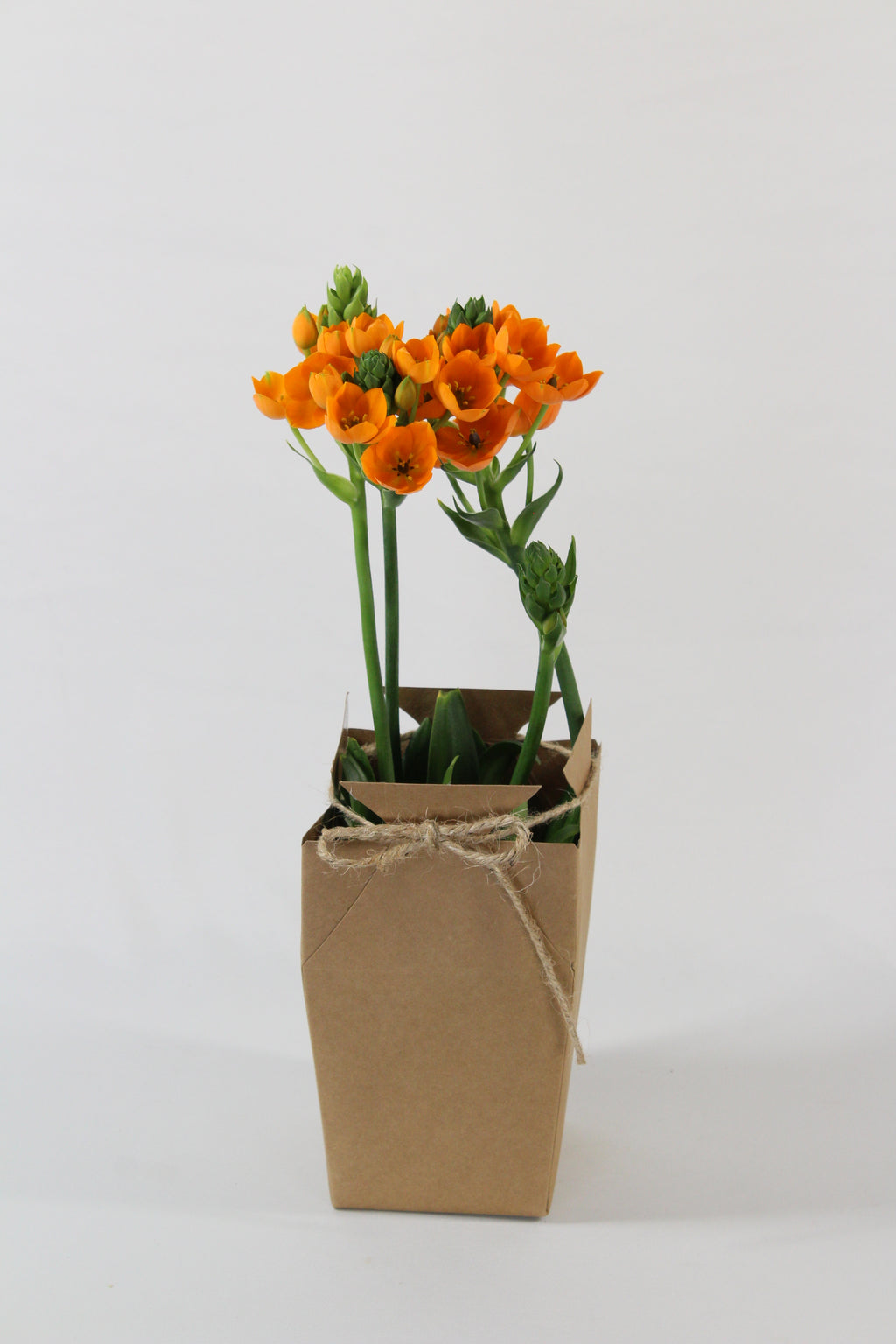 Ornithogalum prêt à offrir - Fleuriste Abaca