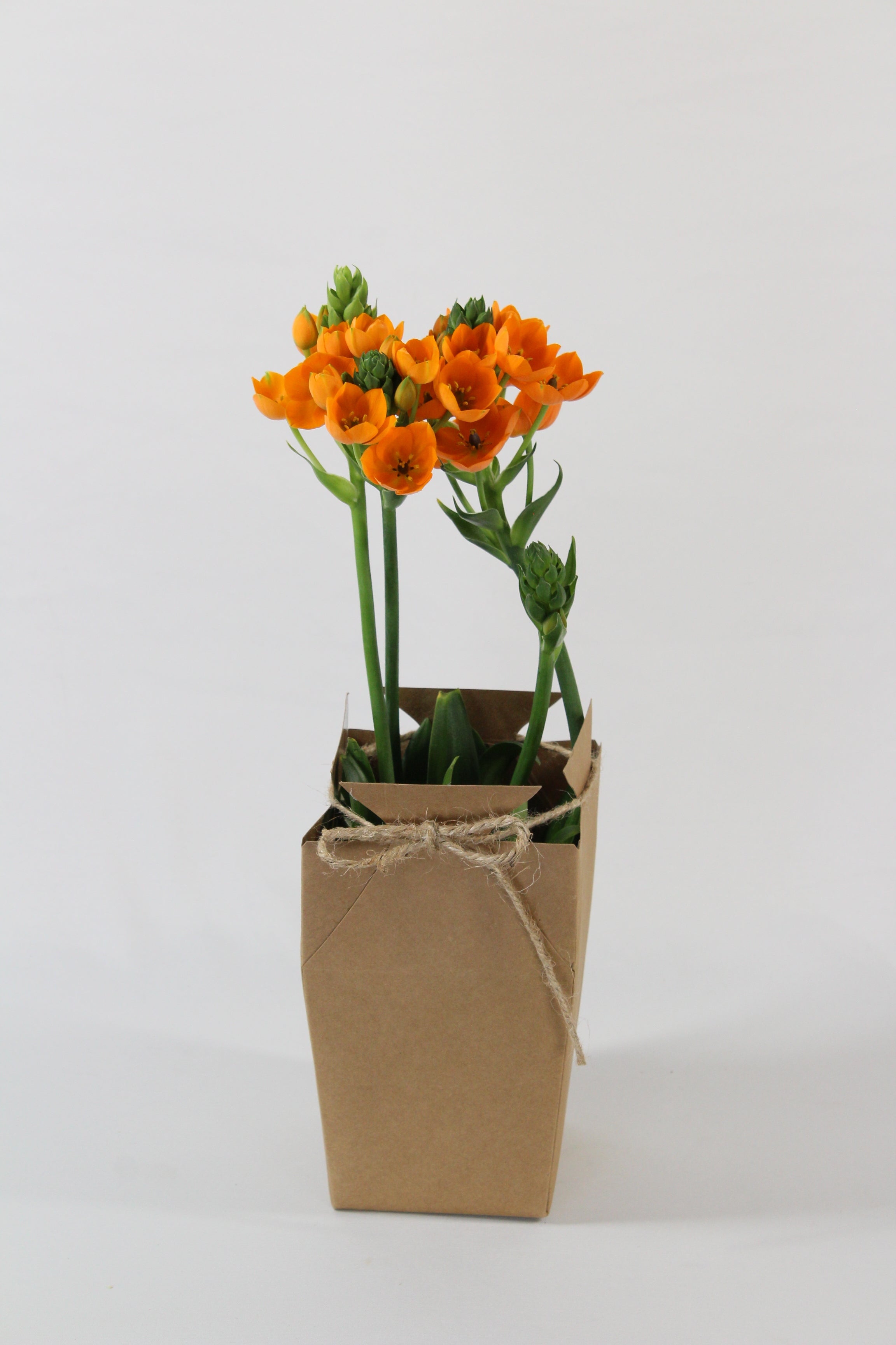 Ornithogalum prêt à offrir - Fleuriste Abaca