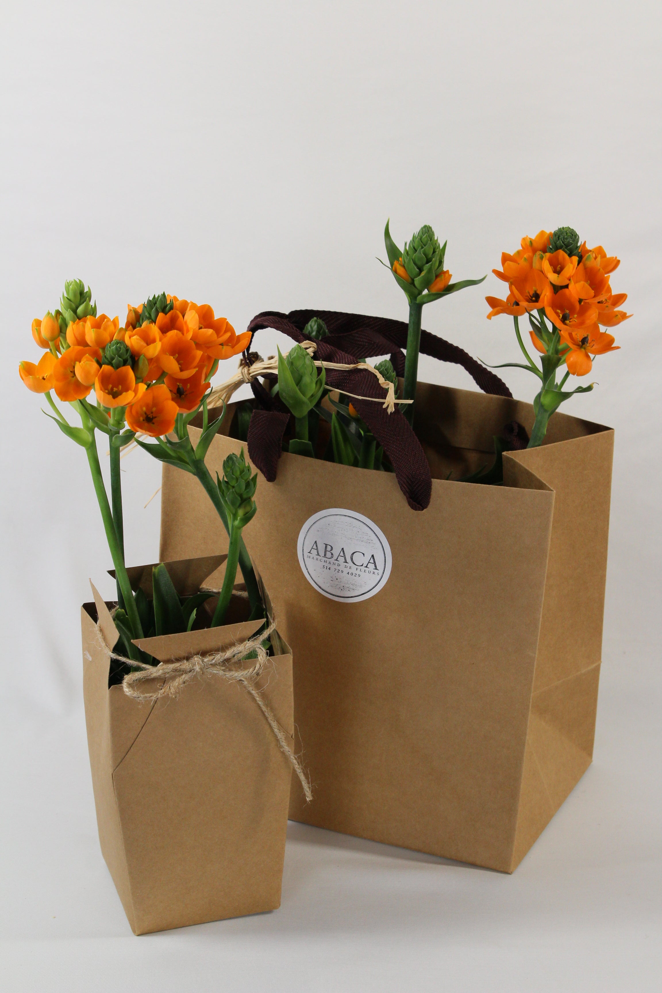 Ornithogalum prêt à offrir - Fleuriste Abaca