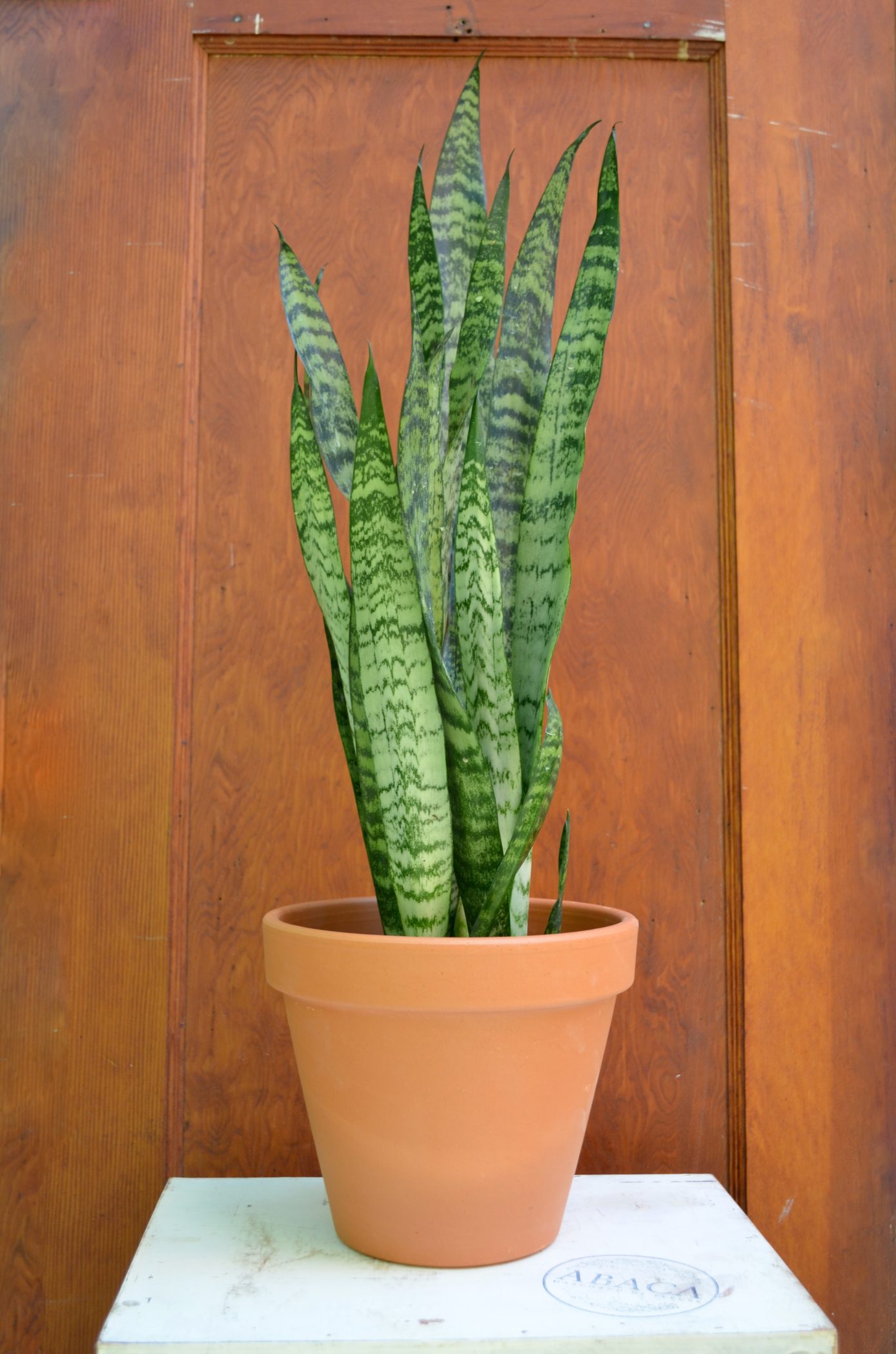 Sansevieria - Fleuriste Abaca