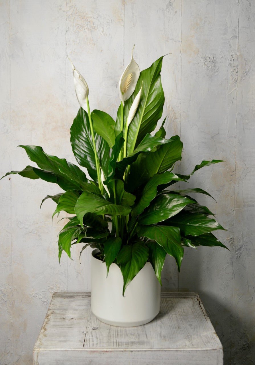Spathiphyllum - Fleuriste Abaca